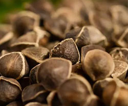 辣木净化实验效果！有图有真相！