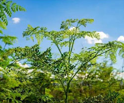 辣木净水剂浄水技术实例探讨