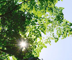 辣木浑身都是宝